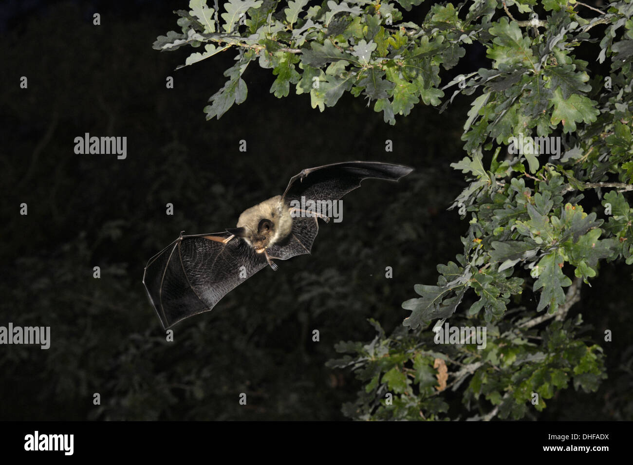 Bechstein Fledermaus Myotis bechsteinii Stockfoto