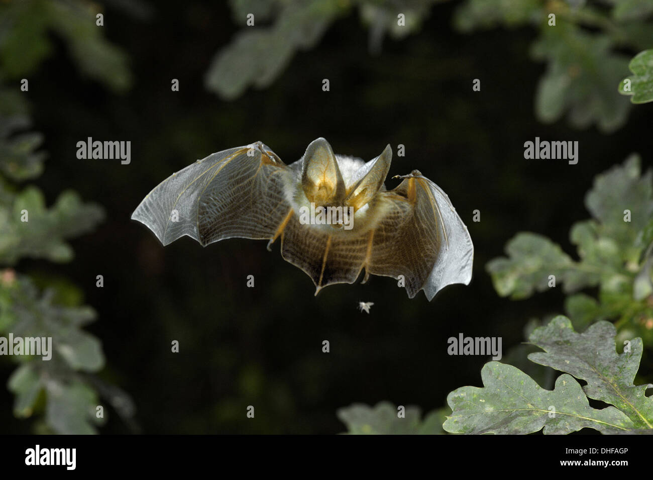 Braune Langohren Bat Langohrfledermäuse auritus Stockfoto