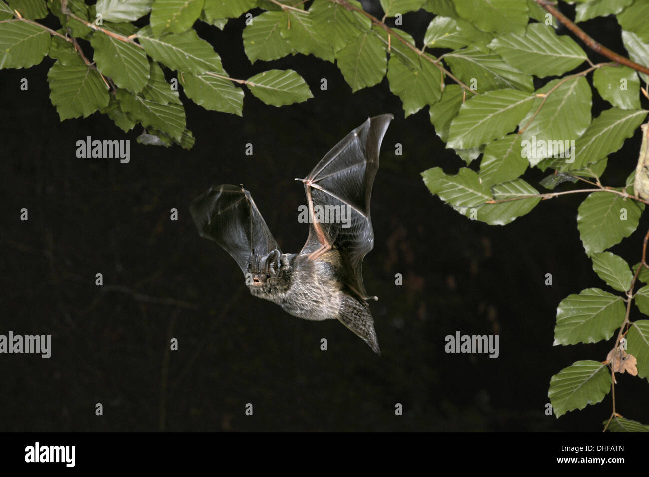 Mopsfledermaus Bat Barbastella barbastellus Stockfoto