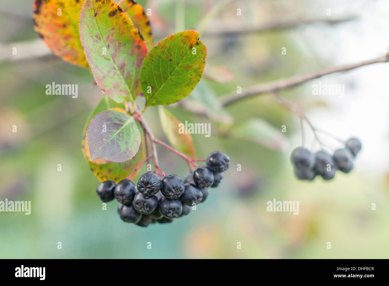 Aronia auf Baum hautnah Stockfoto