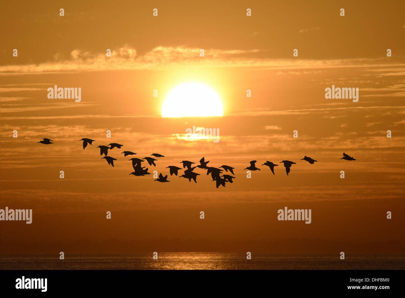 Austernfischer Haematopus ostralegus Stockfoto