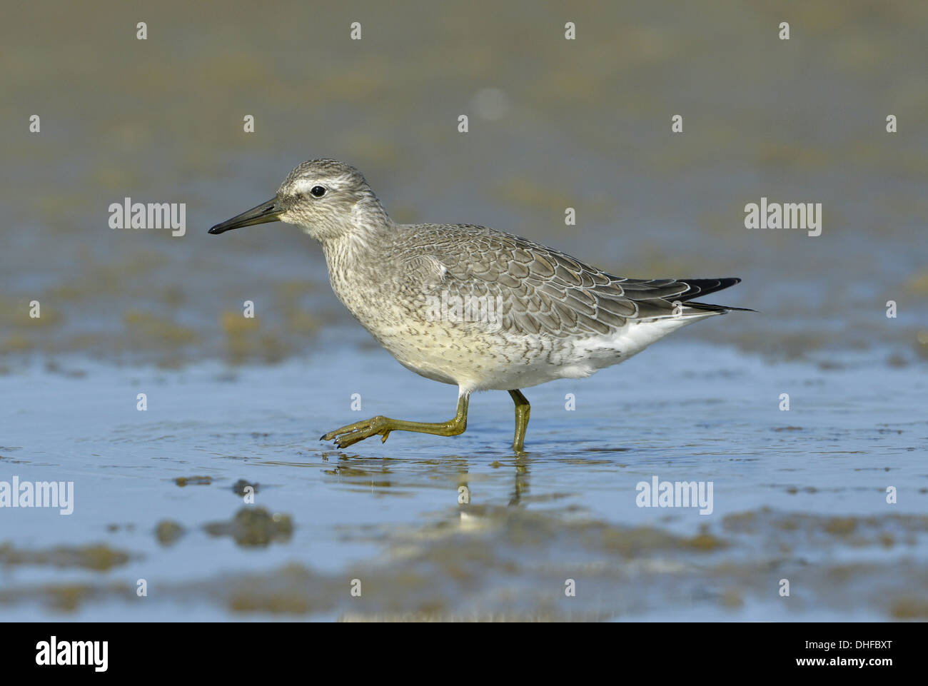 Knoten Sie Calidris Canutus - Juvenile Stockfoto