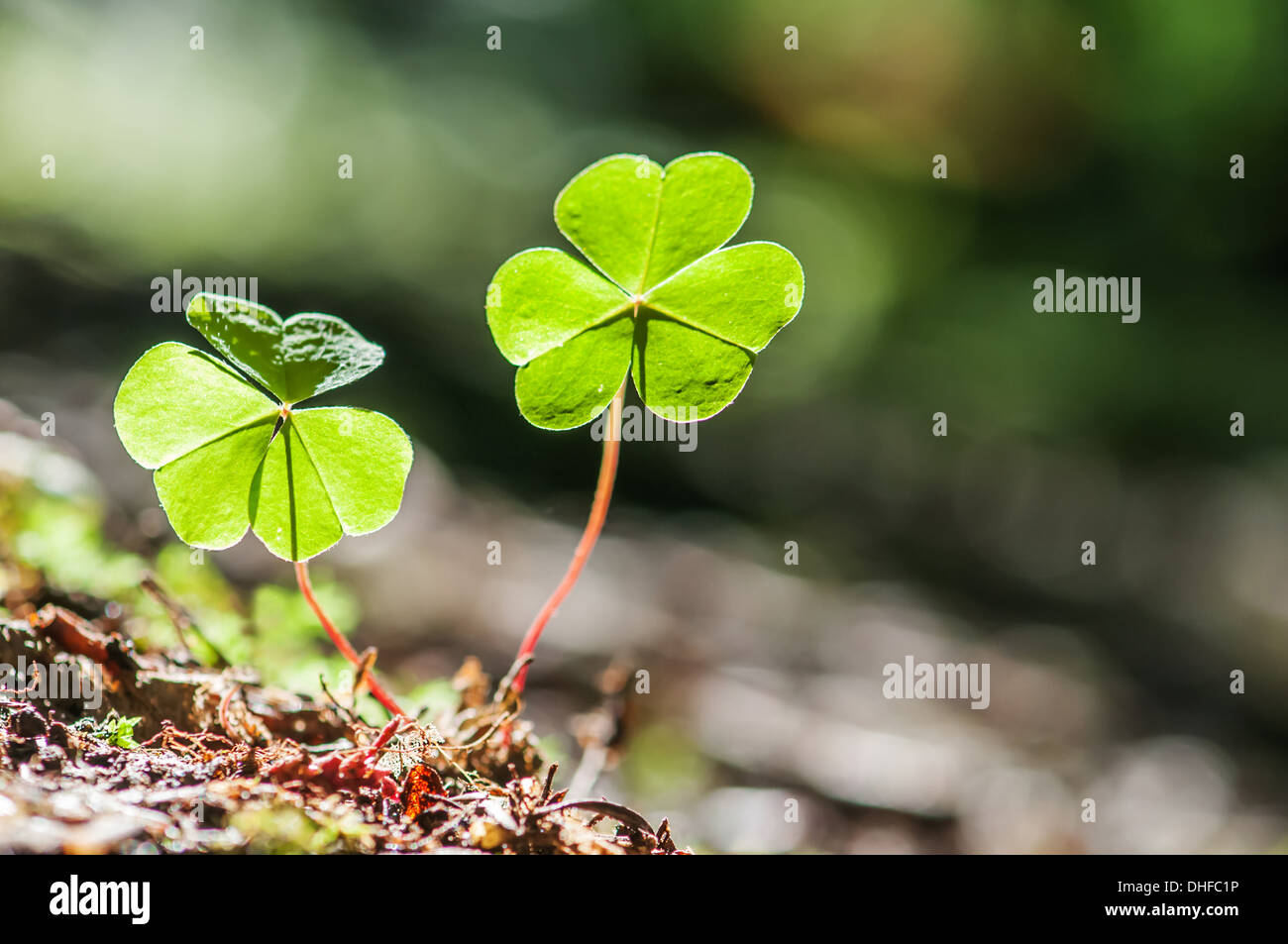 zwei Kleeblatt auf dunklem Hintergrund Stockfoto