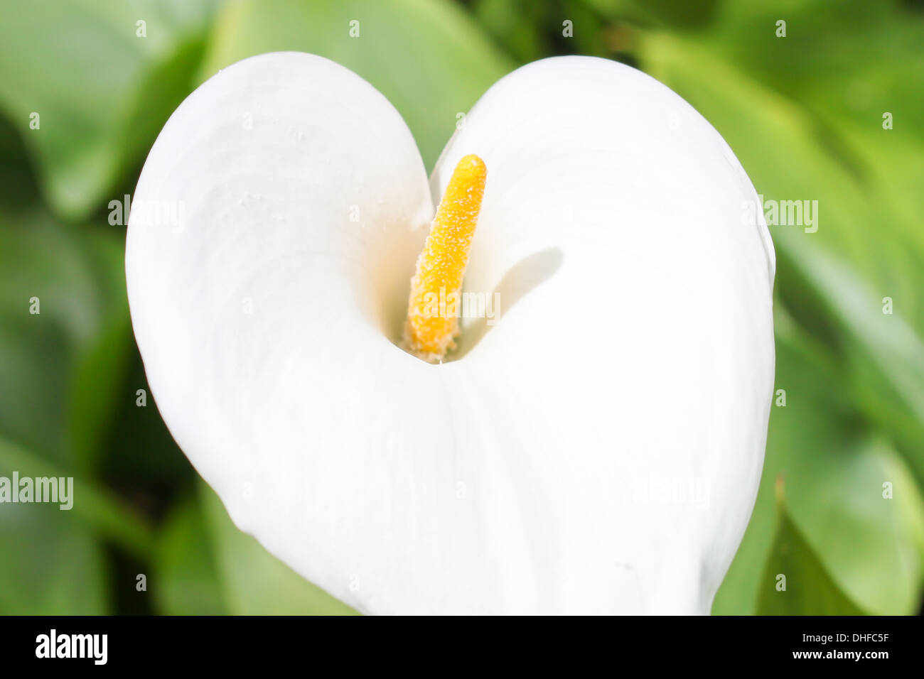 Cockspur Blume, blühenden, grün, Natur, Garten, weiß, schön, Herz-Form, sonnig, Nahaufnahme, Nahaufnahmen, Nahaufnahme, Zoom, Stockfoto