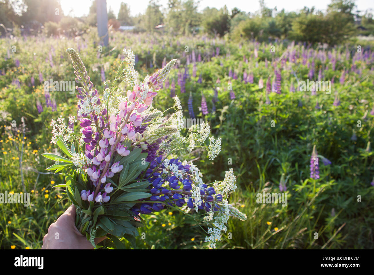 Wildblumen Bouquet, Blumen, Dorf, Landschaft, Stockfoto