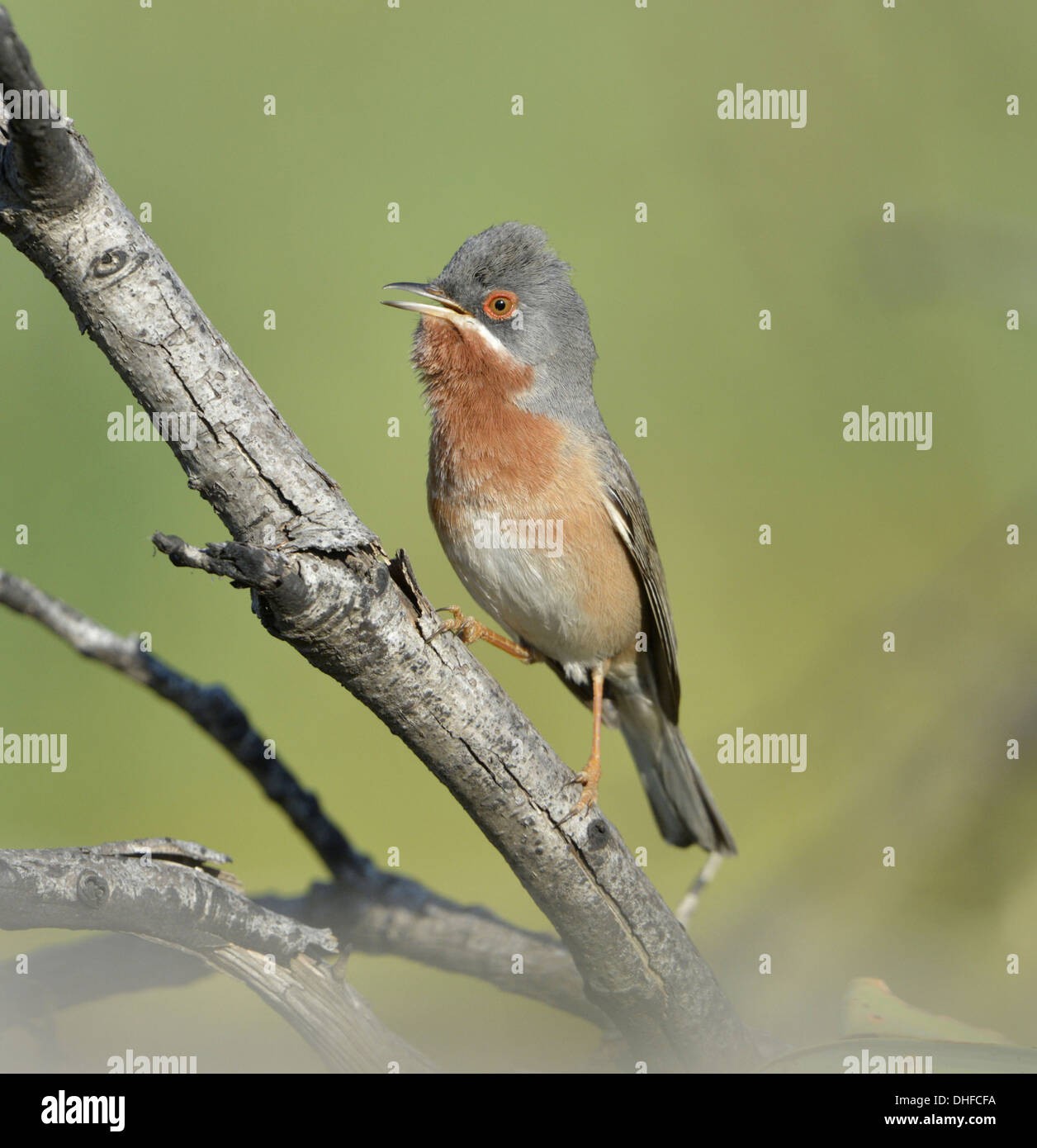 Östlichen subalpinen Warbler - Sylvia Cantillans albistriata Stockfoto