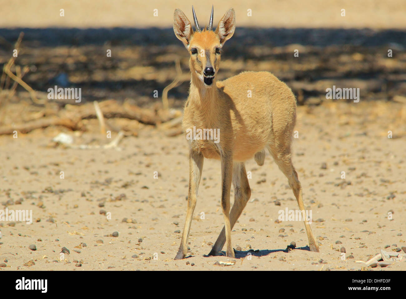 Gemeinsamen Duiker - kleine Antilopen aus Afrika - Wildtiere in freier Wildbahn Stockfoto