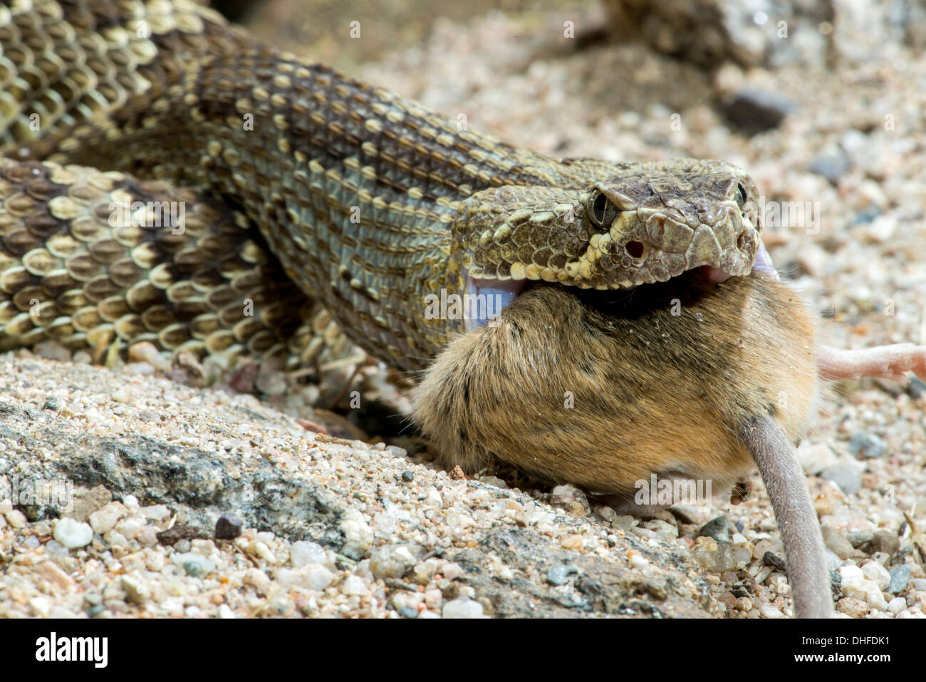 Mohave-Klapperschlange Essen ein Kaktus Maus Crotalus Scutulatus & Peromyscus eremicus Stockfoto