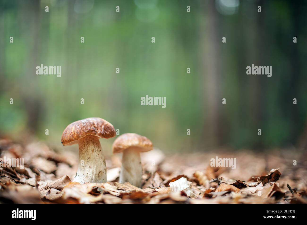 Pilze im Wald hautnah Stockfoto