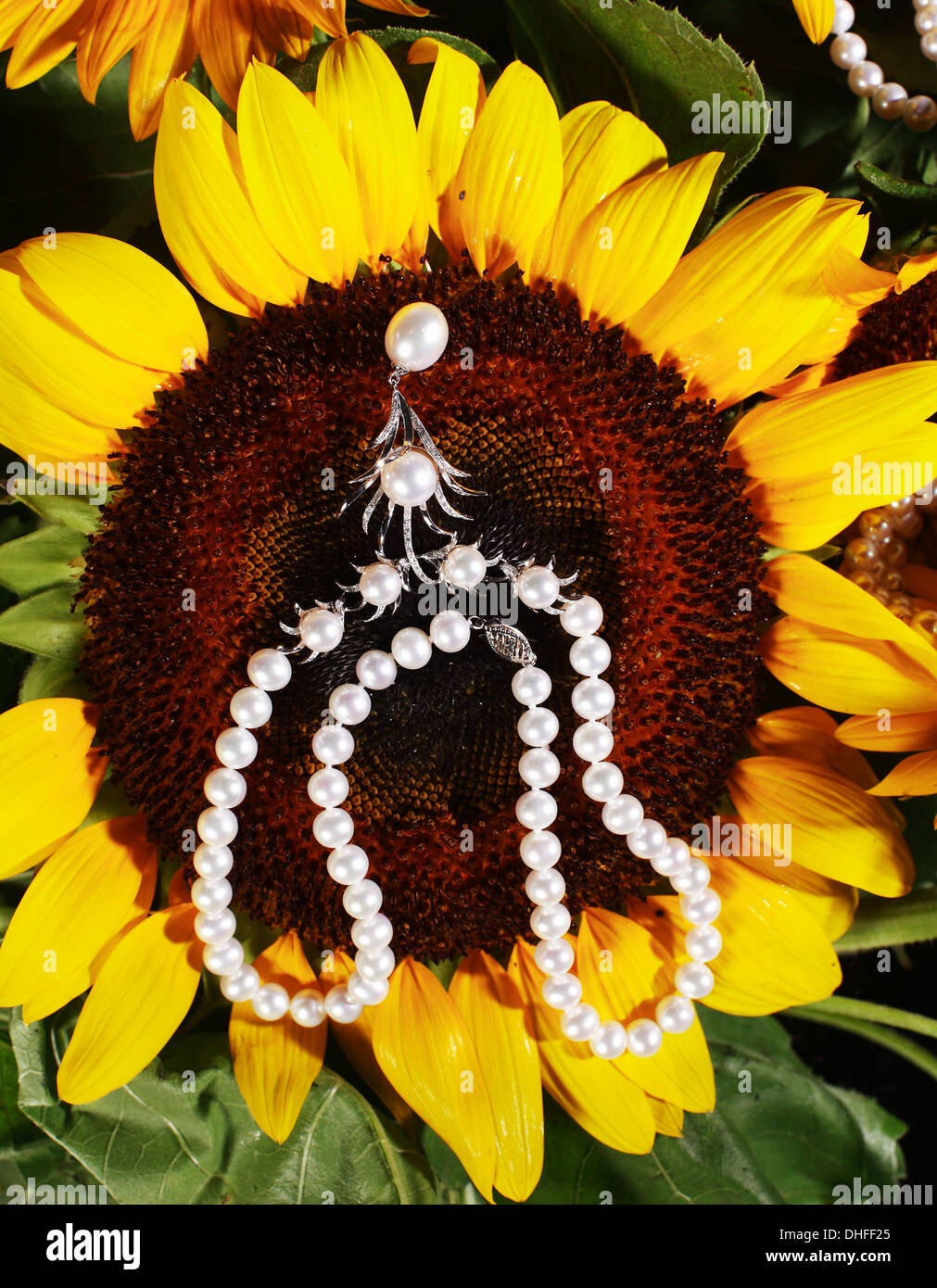 Pearl scheint auf Sonnenblume Stockfoto