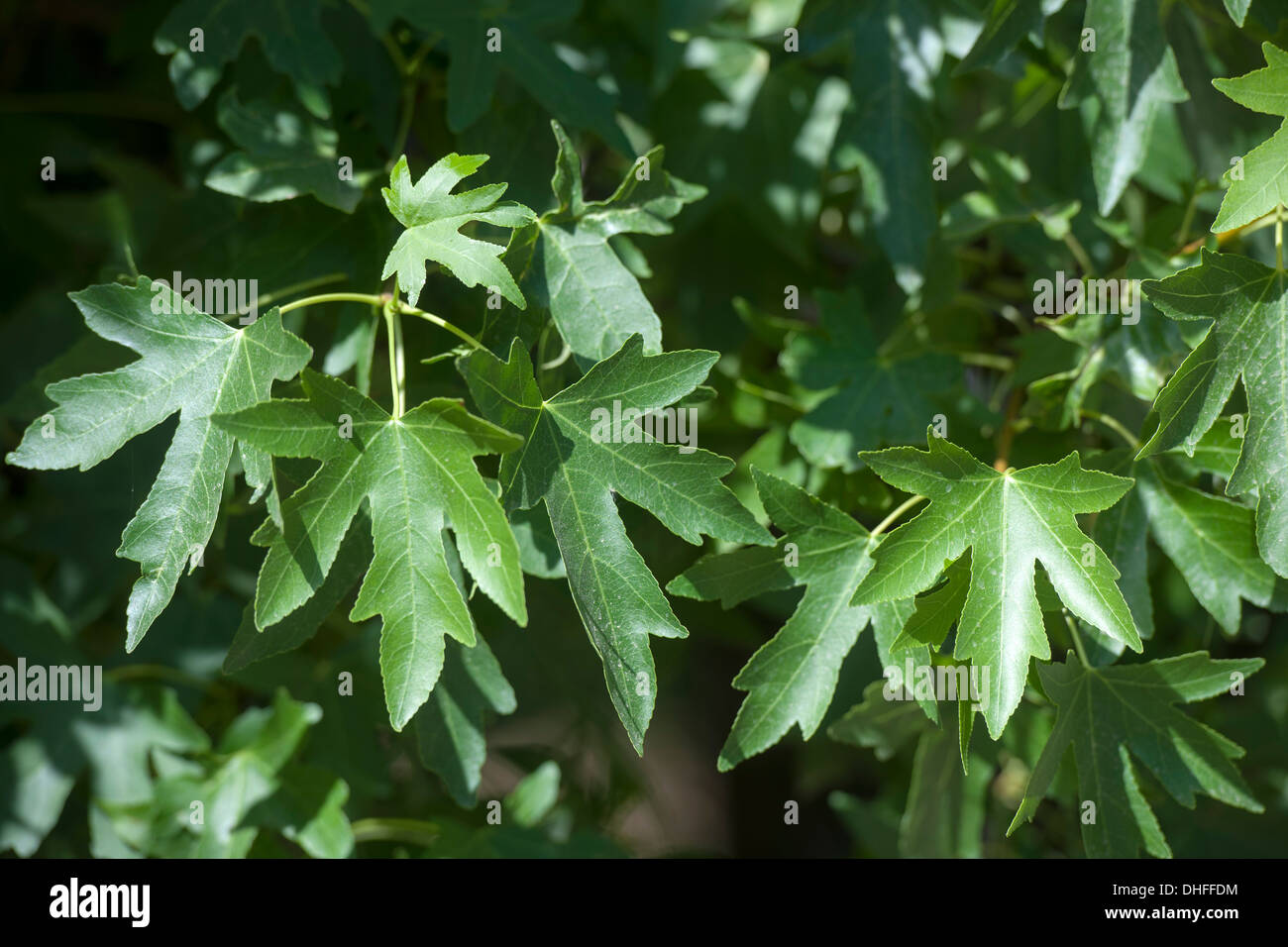 Liquidambar orientalis Fotos und Bildmaterial in hoher Auflösung Alamy