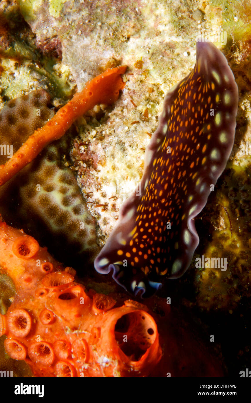 Flacher wurm Fotos und Bildmaterial in hoher Auflösung Alamy