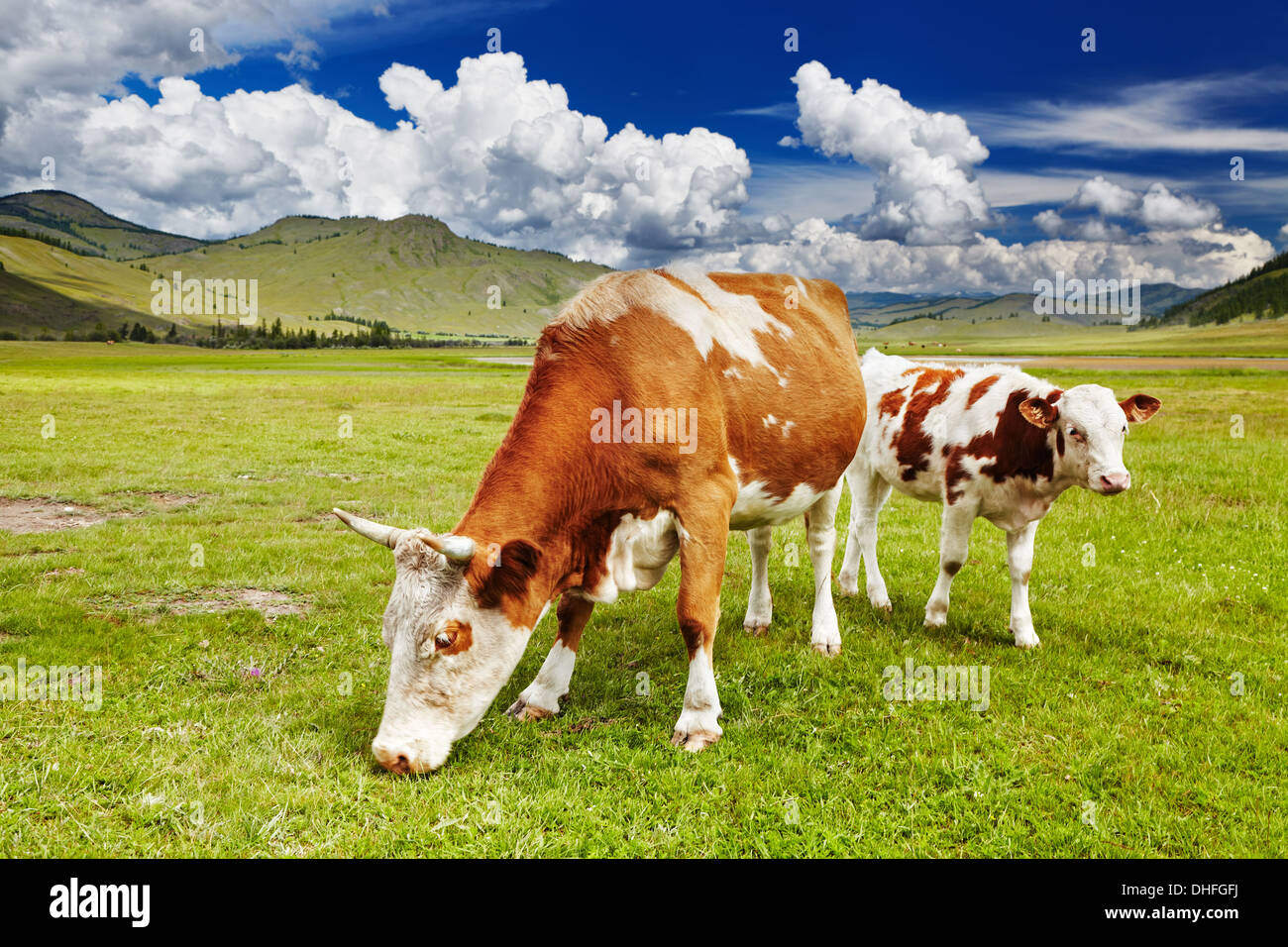 Berglandschaft mit grasenden Kühen Stockfoto