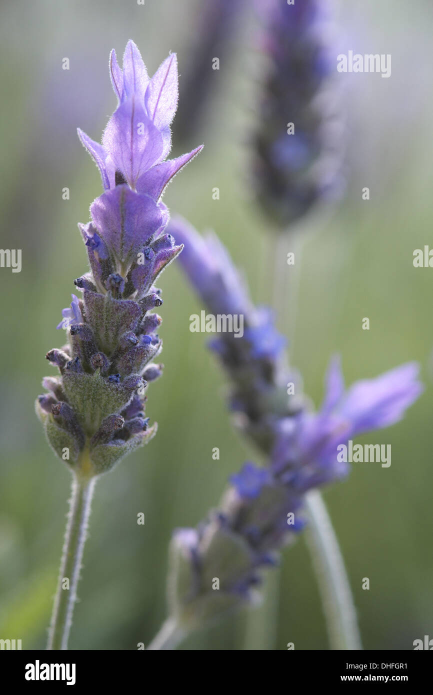 Französischer Lavendel Blume Stockfoto