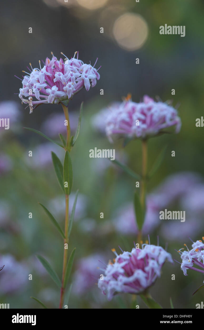 Pimelea Sylvestris, westlichen australischen Pflanze Stockfoto