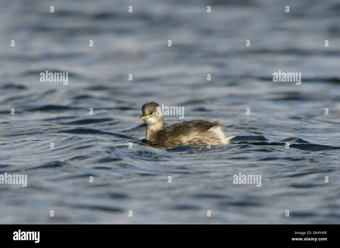 Wenig Grebe Tachybaptus Ruficollis - Winter Stockfoto