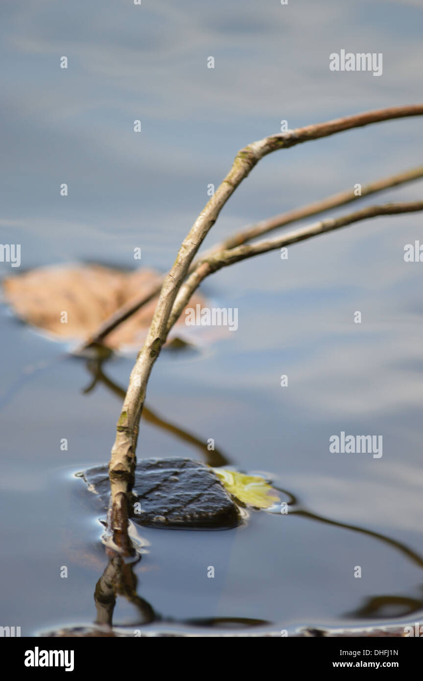 Zweig im Wasser schwimmende mit Herbstlaub in Großaufnahme, zarten Farben blau und tans, Sonne wirft Schatten widerspiegelt. Stockfoto