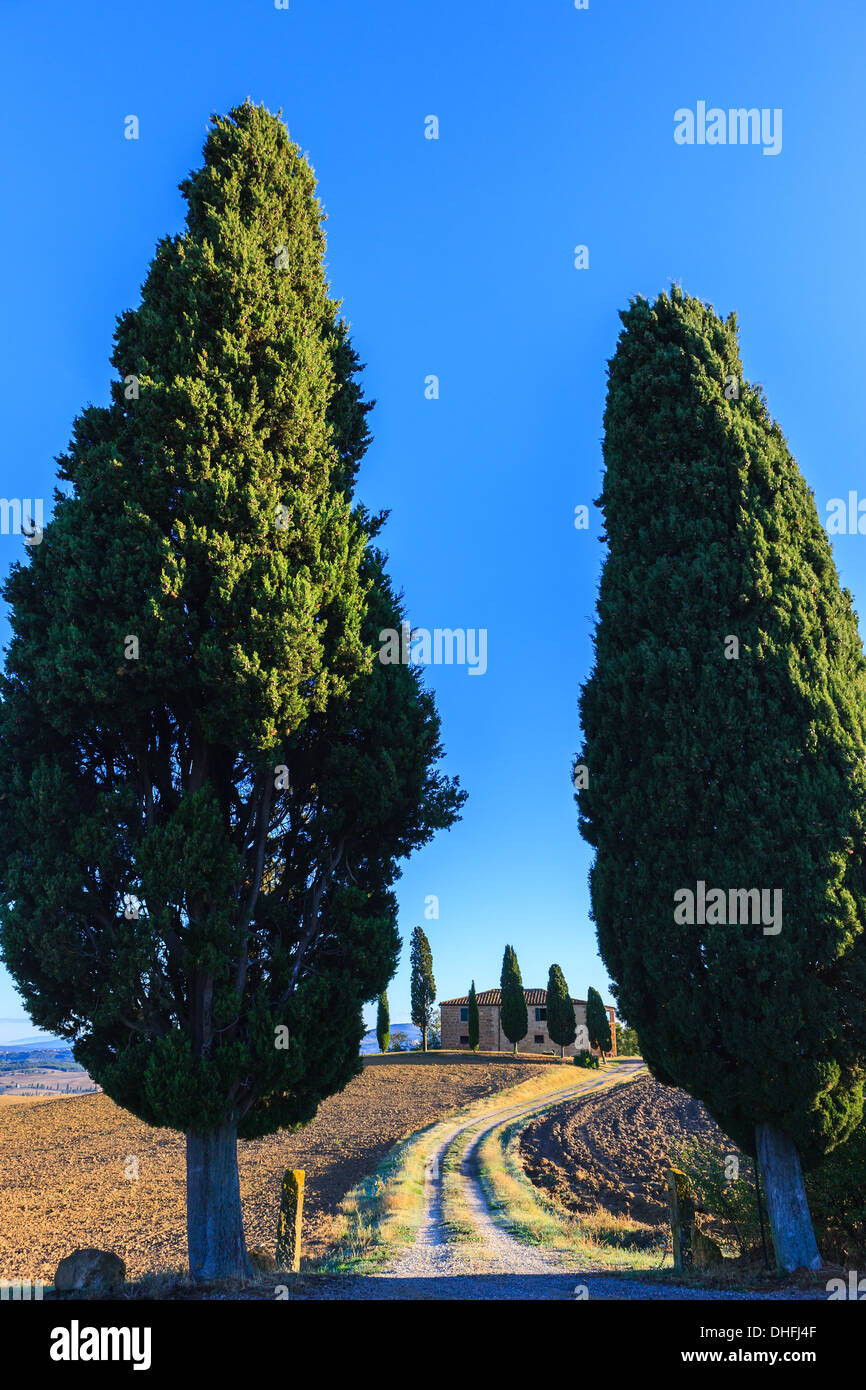 Haus mit den berühmten Zypressen im Herzen der Toskana, in der Nähe von Pienza, Italien Stockfoto