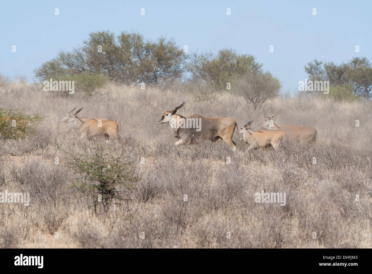 Gemeinsame Elenantilope (taurotragus Oryx) in der Kalahari Wüste läuft, Südafrika Stockfoto