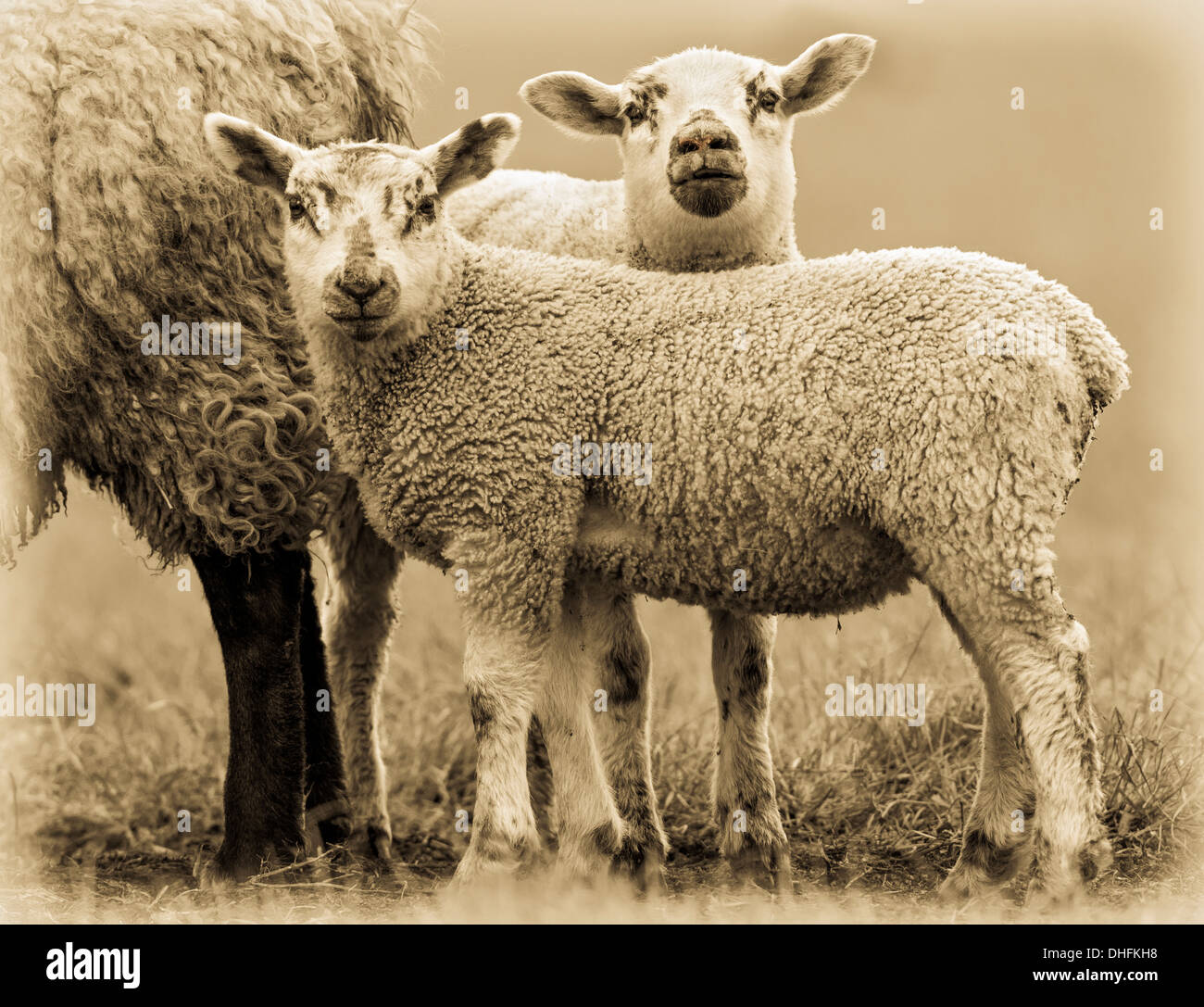 Frühjahr Lämmer Stockfoto