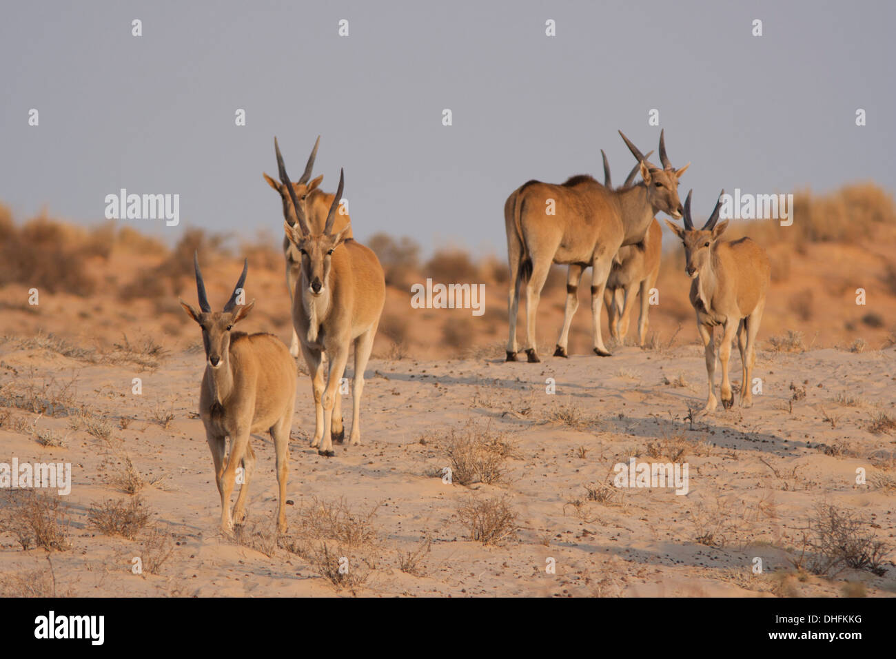 Gemeinsame Elenantilope (taurotragus Oryx) in der Kalahari Wüste, Südafrika Stockfoto