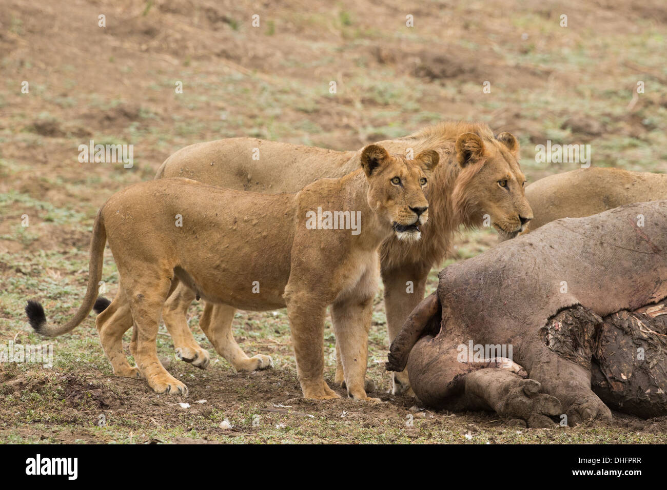 Männliche und weibliche Löwen (Panthera Leo) auf Nilpferd töten (Hippopotamus Amphibius) Stockfoto