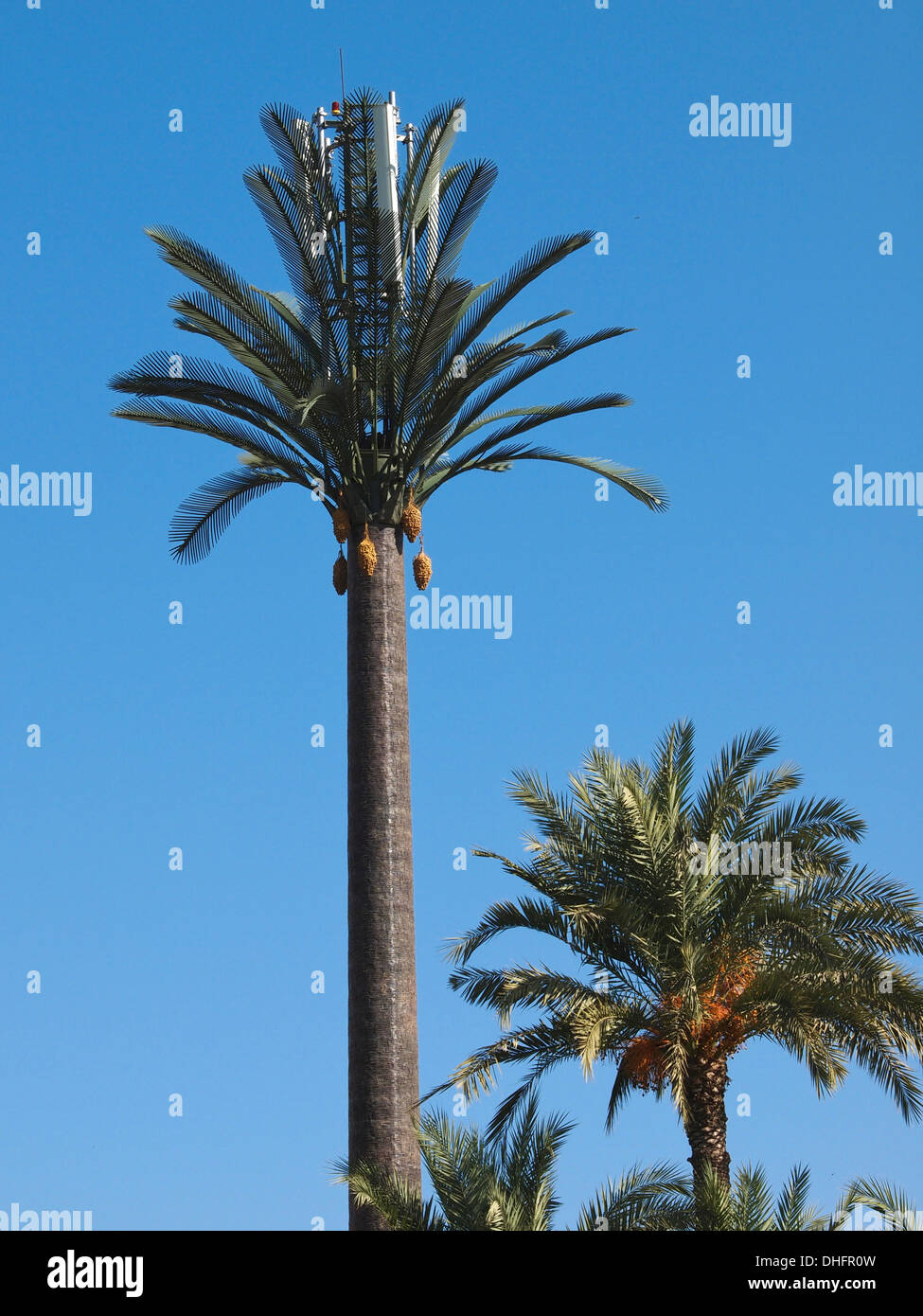 Handy-Turm verkleidet als eine künstliche Palme in Marrakesch Stockfoto