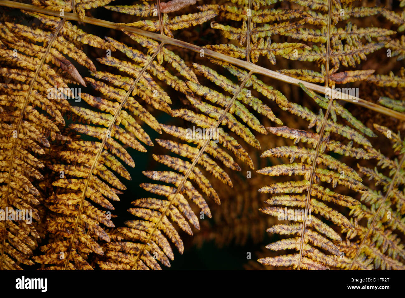 Aspidiaceae Buckler Farn Laub Stockfoto