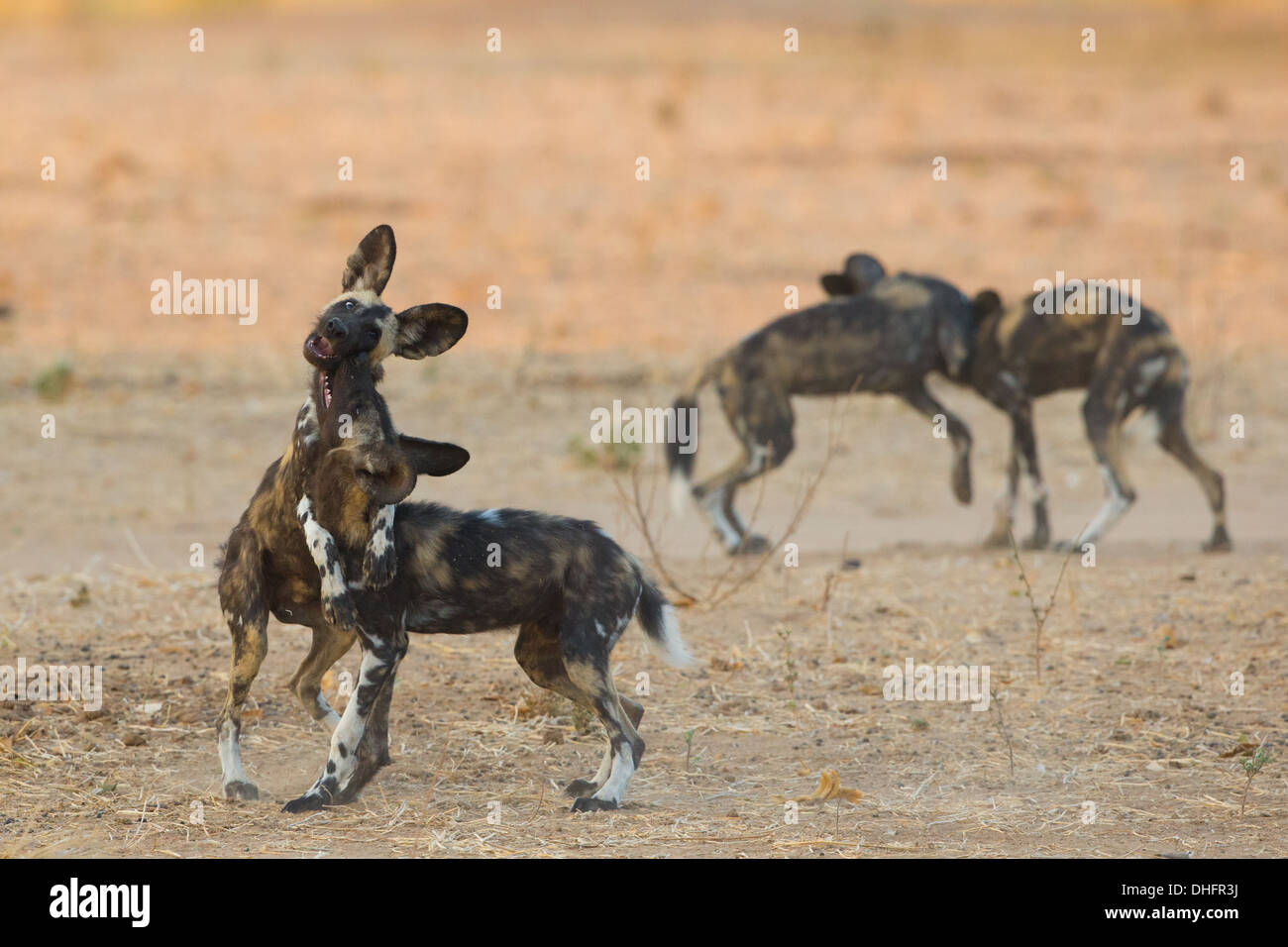 Zwei Paare spielen Wildhund Welpen (LYKAON Pictus) Stockfoto
