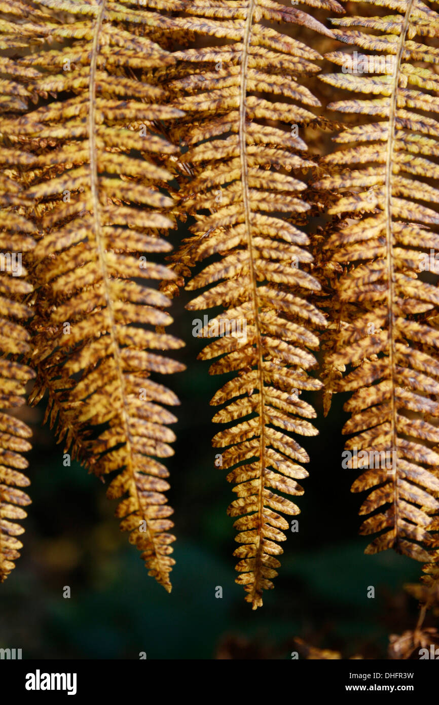 Aspidiaceae Buckler Farn Laub Stockfoto