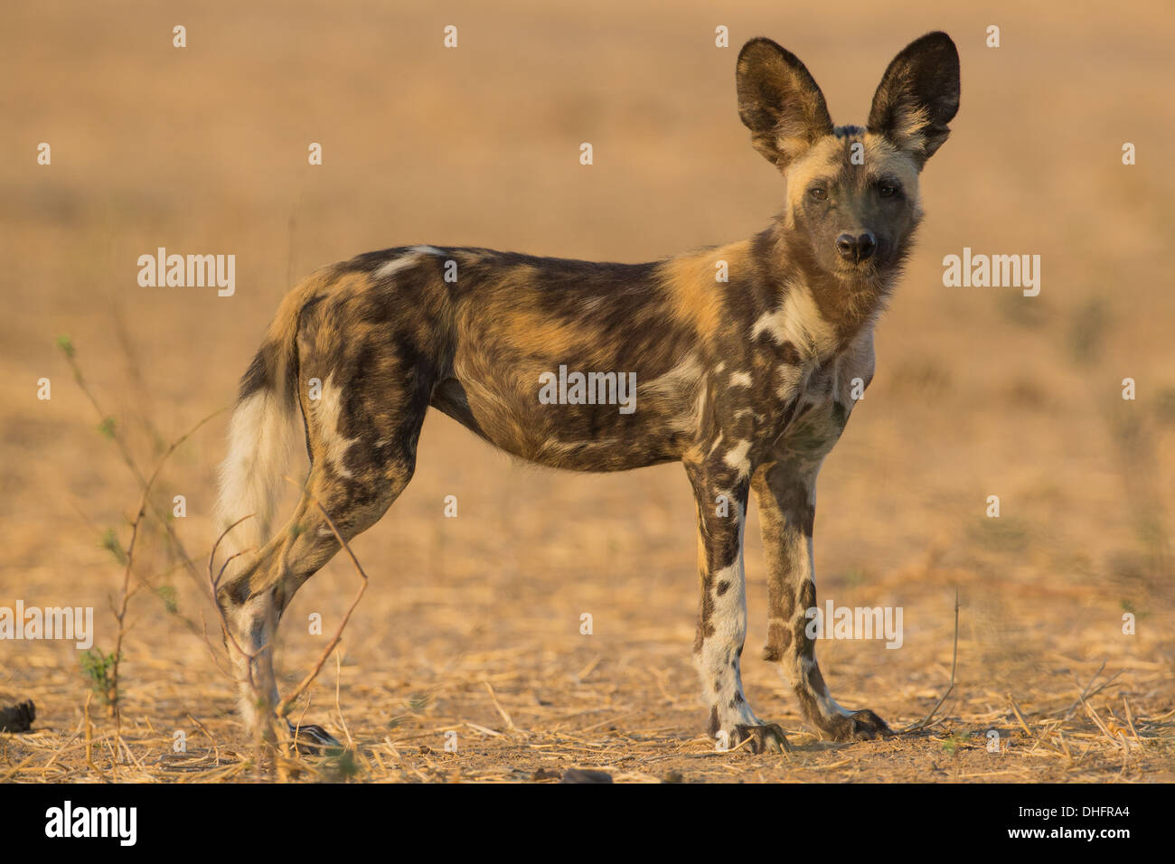 Seitenansicht eines Wildhund Welpen (LYKAON Pictus) in die Kamera schaut Stockfoto
