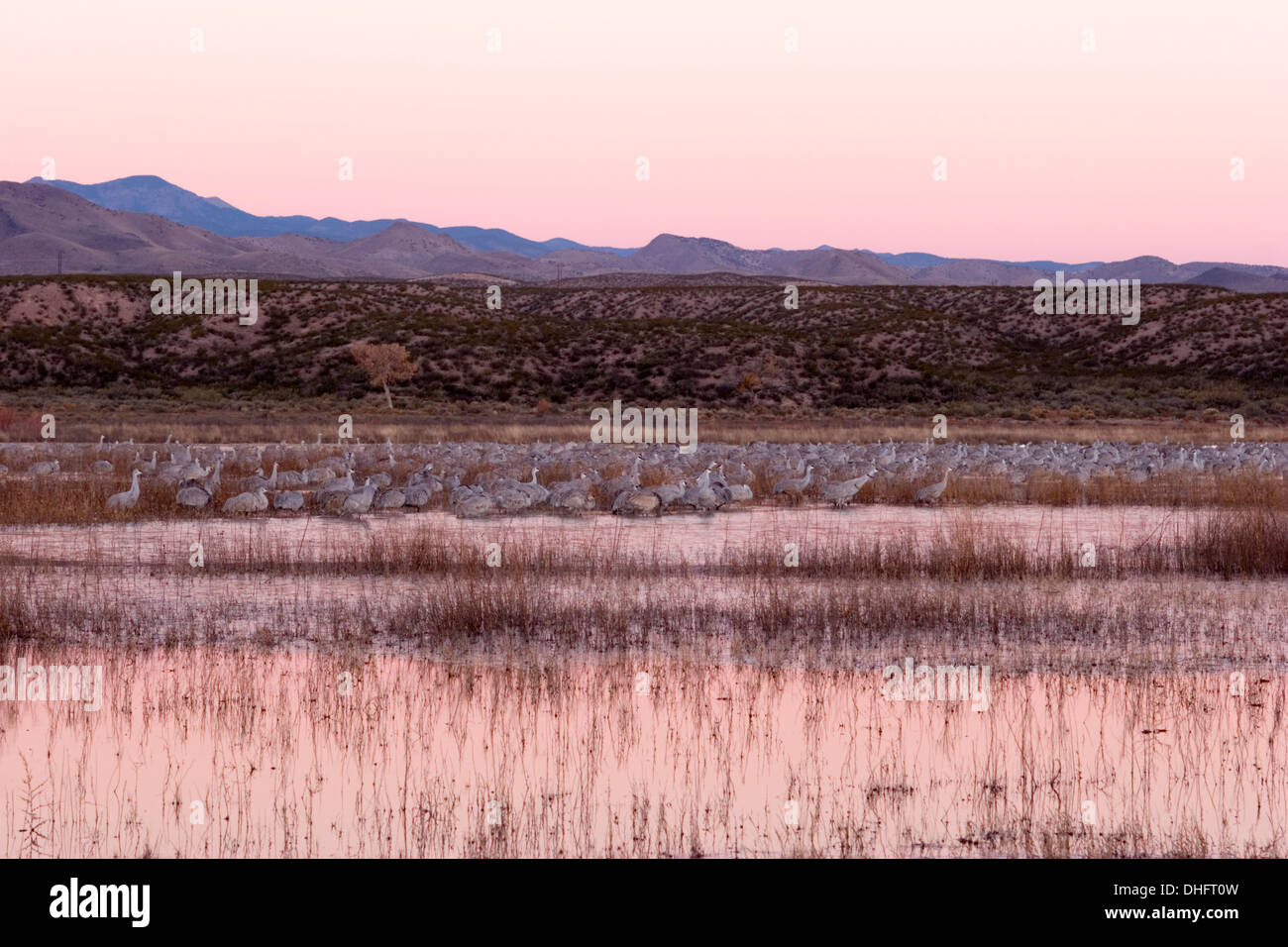 Krane auf Teich am frühen Morgen, Bosque del Apache National Wildlife Refuge, New Mexico USA Stockfoto