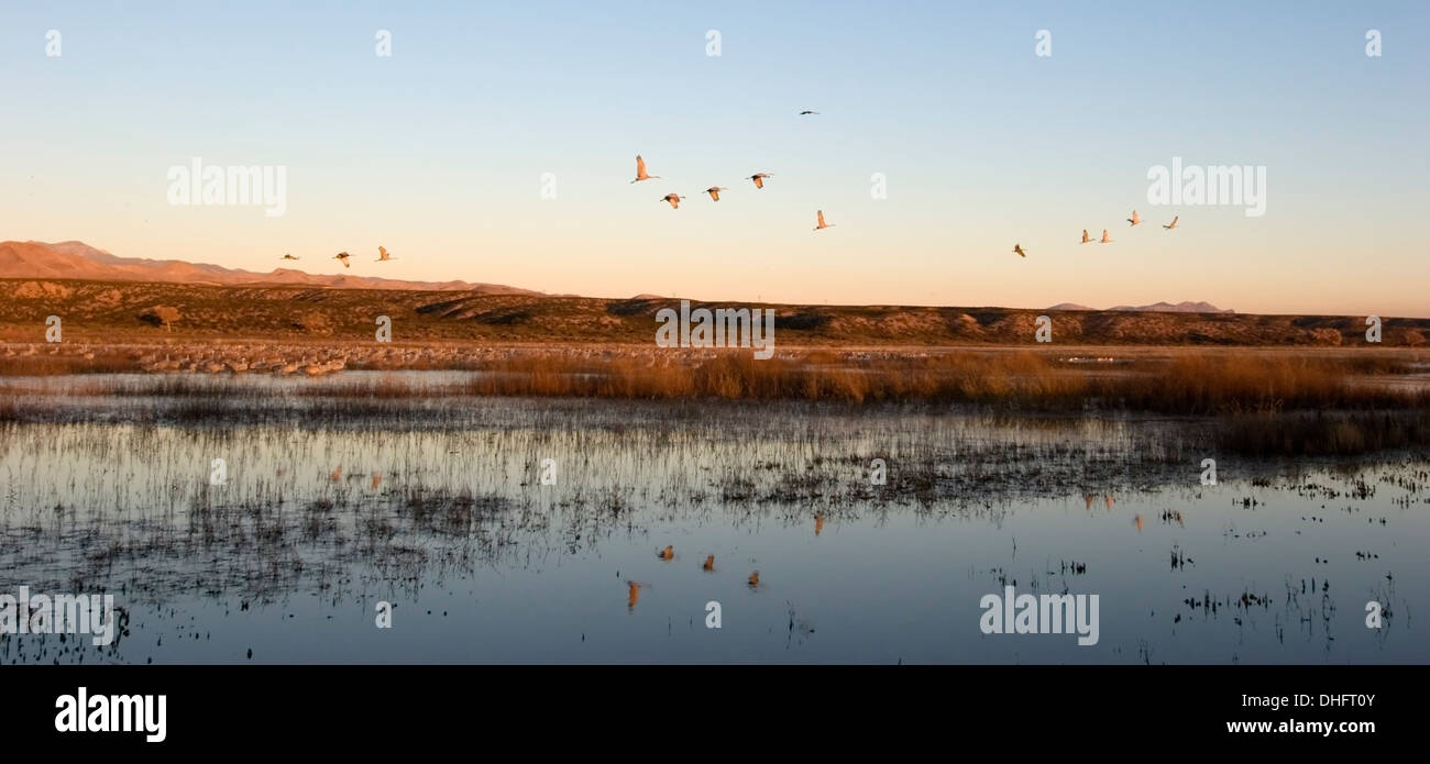Kraniche fliegen über Teich am frühen Morgen, Bosque Del Apache National Wildlife Refuge, New Mexiko USA Stockfoto
