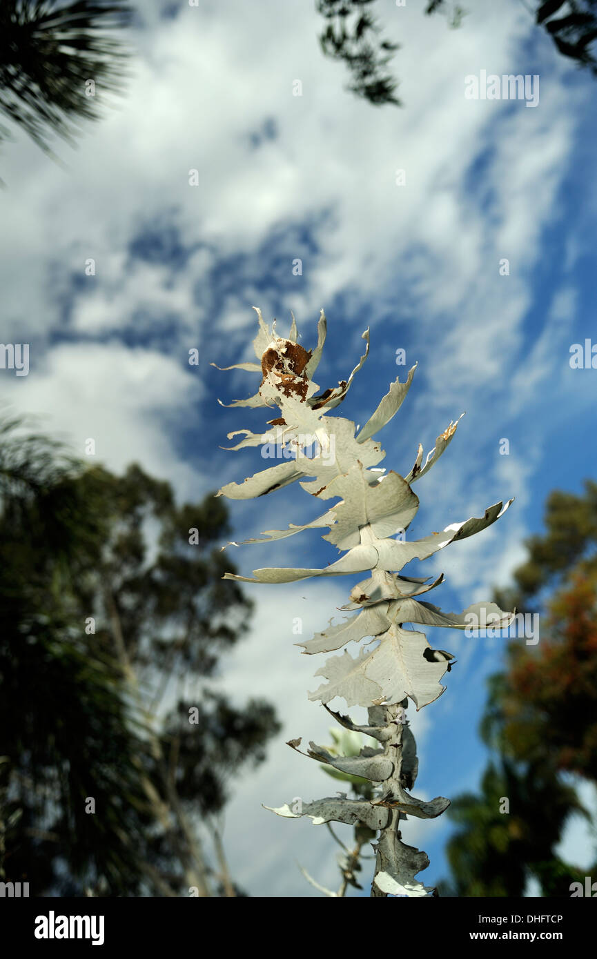Extreme Insektenbefall auf Blätter von Eucalyptus Macrocarpa oder Mottlecah, einer einheimischen westlichen australischen Mallee Eukalyptus Stockfoto