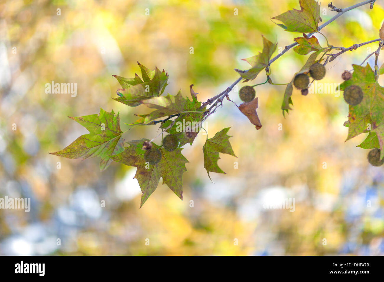 Ahorn-Blätter in leuchtenden Herbsttag Stockfoto