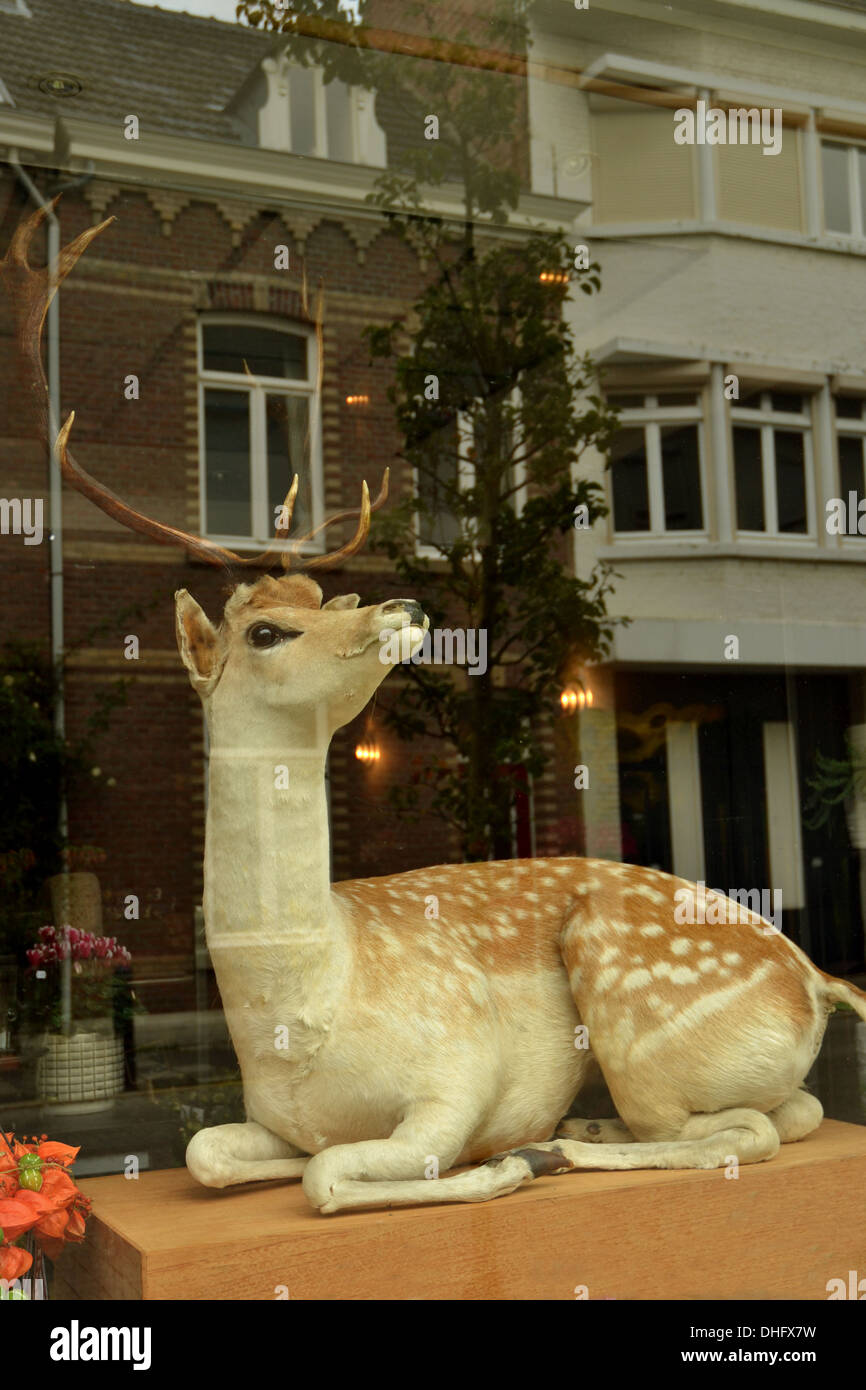 Schaufenster mit ausgestopften Hirschen in St. Pieter Nachbarschaft von Maastricht. Gebäude in Fenster reflektiert. Stockfoto