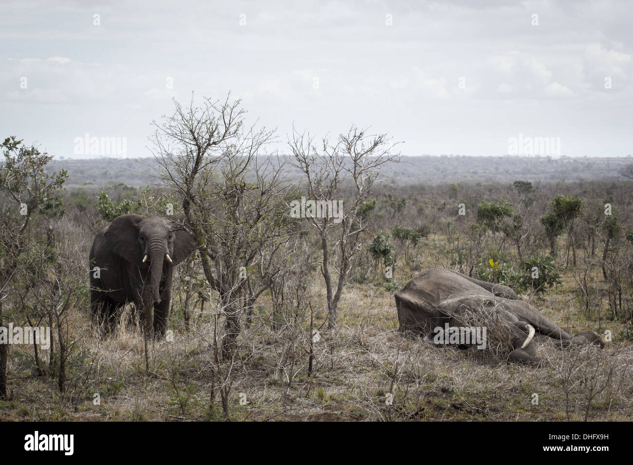 Ein schlafender Elefant sieht überraschend leblos Stockfoto