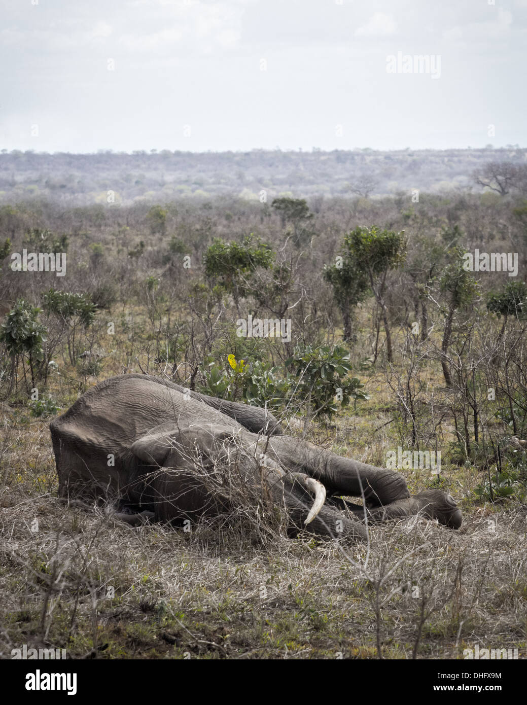 Ein schlafender Elefant sieht überraschend leblos Stockfoto