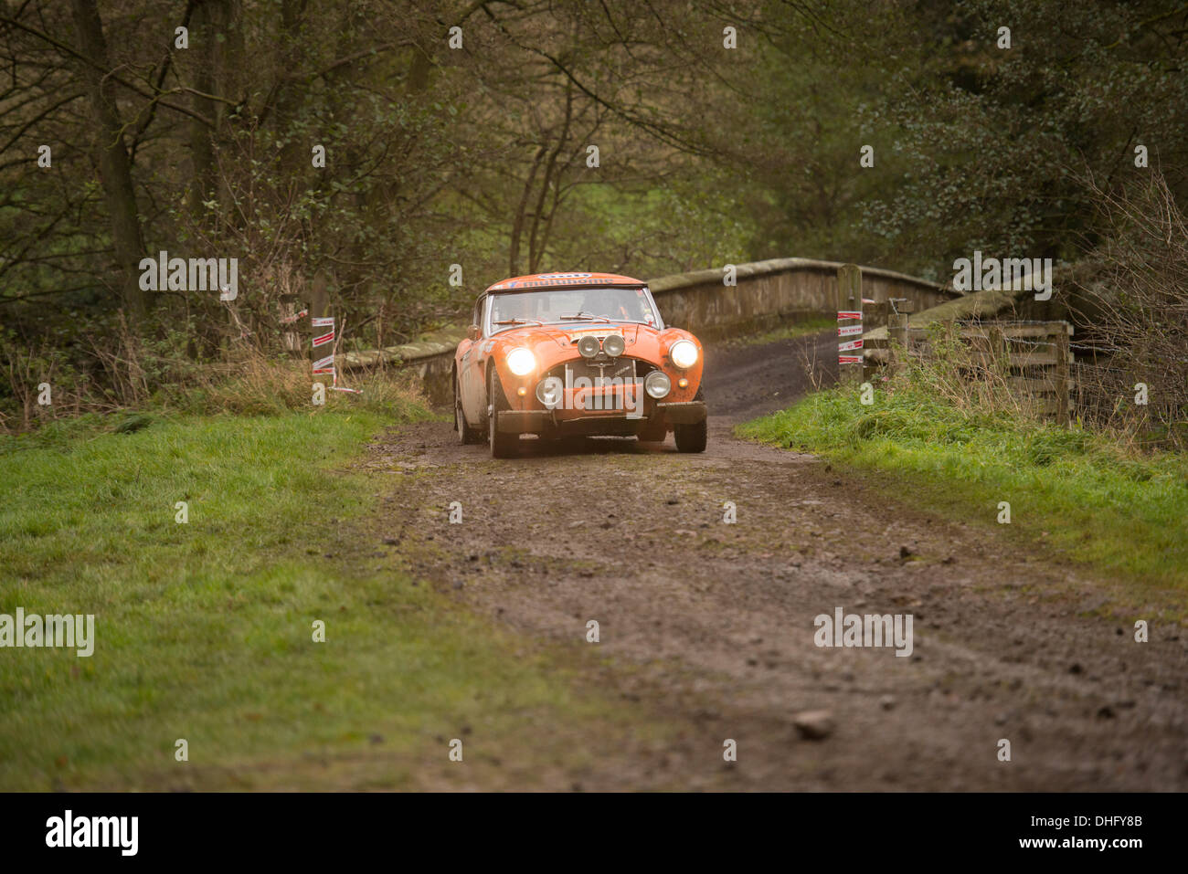 Duncombe Park, North Yorkshire, UK. 9. November 2013. UK RAC Rallye Duncombe Park Wertungsprüfung 8. Mark Shmidt und Vincent Spijker aus Belgien an dieser Stelle liegend 4. Platz in ihrer Klasse (für historische Fahrzeuge registriert vor 31.12.1967) in einem Austin Healey 3000 Credit: Geoff Mayer/Alamy Live News Stockfoto
