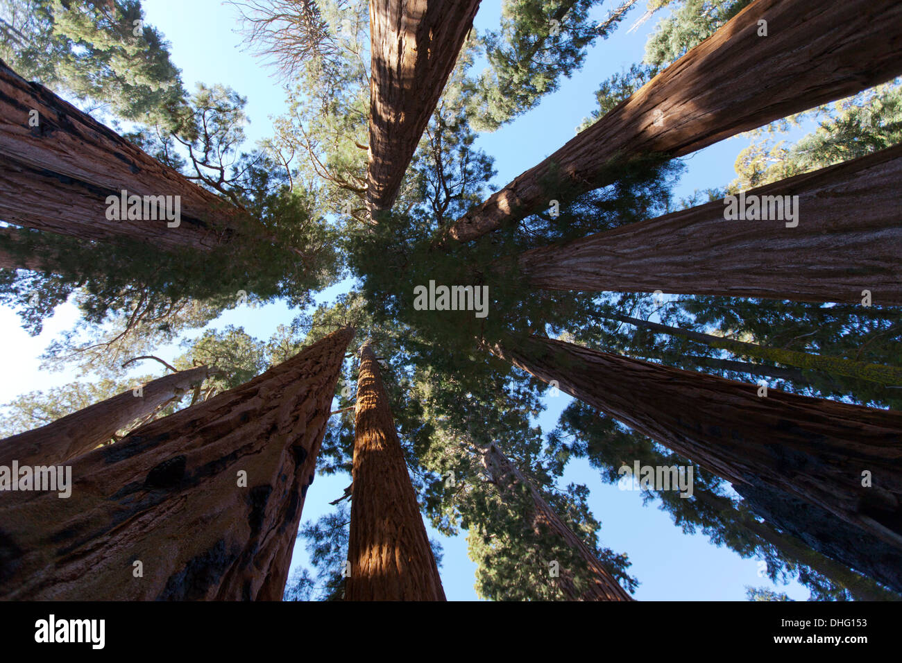 Der Senat Gruppe Bäume auf den Congress Trail, Sequoia Nationalpark, Kalifornien, Vereinigte Staaten von Amerika Stockfoto