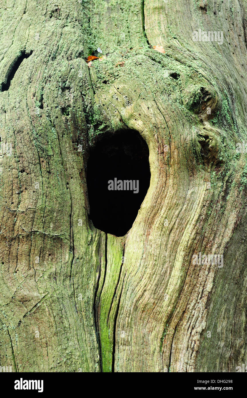 Sherwood Forest, Nottinghamshire, England, UK. Stockfoto