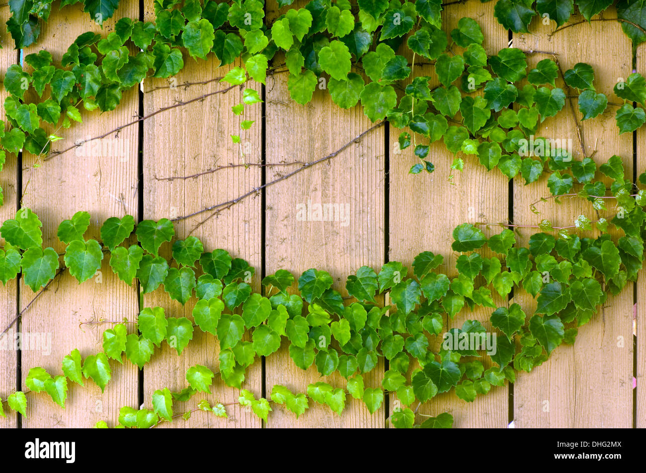 Efeu wächst auf einem Holzzaun. Stockfoto