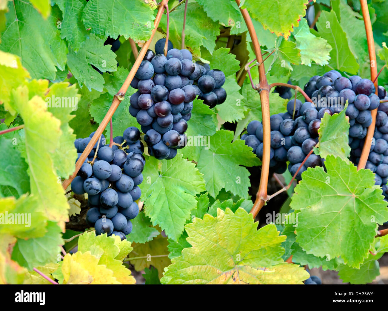 Frische reife köstlichen schwarzen Trauben am Weinstock Stockfoto