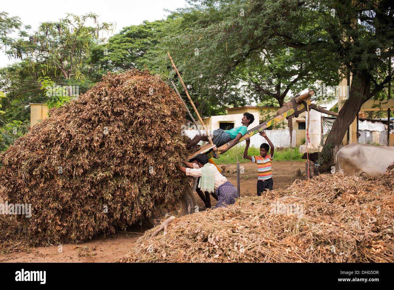 Indische Männer fallen aus den geernteten Erdnuss Pflanzen mit Ochsenkarren in einem ländlichen indischen Dorf. Andhra Pradesh, Indien Stockfoto