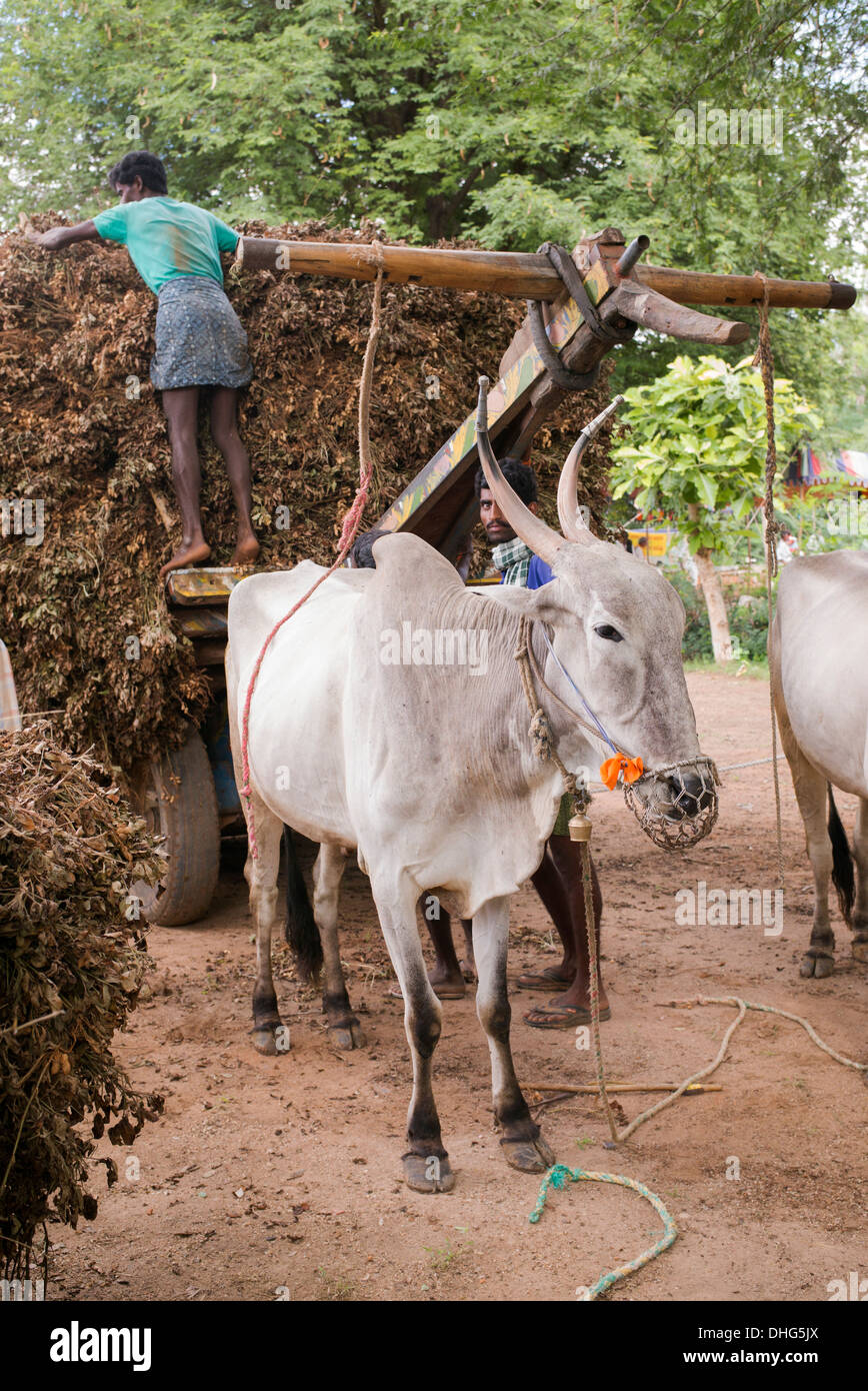 Indische Männer fallen aus den geernteten Erdnuss Pflanzen mit Ochsenkarren in einem ländlichen indischen Dorf. Andhra Pradesh, Indien Stockfoto