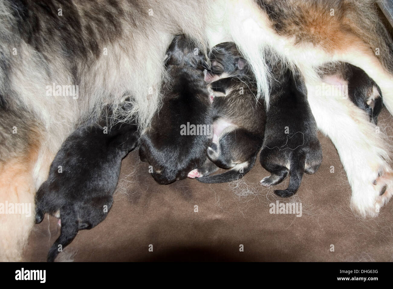 Finnische Lapphund Welpen kuschelte sich zusammen schlafen und fressen in eine Woche alt Stockfoto