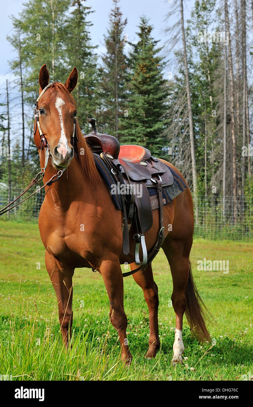 Ein vertikales Bild ein Quarter Horse mit einem westlichen Sattel gesattelt Stockfoto