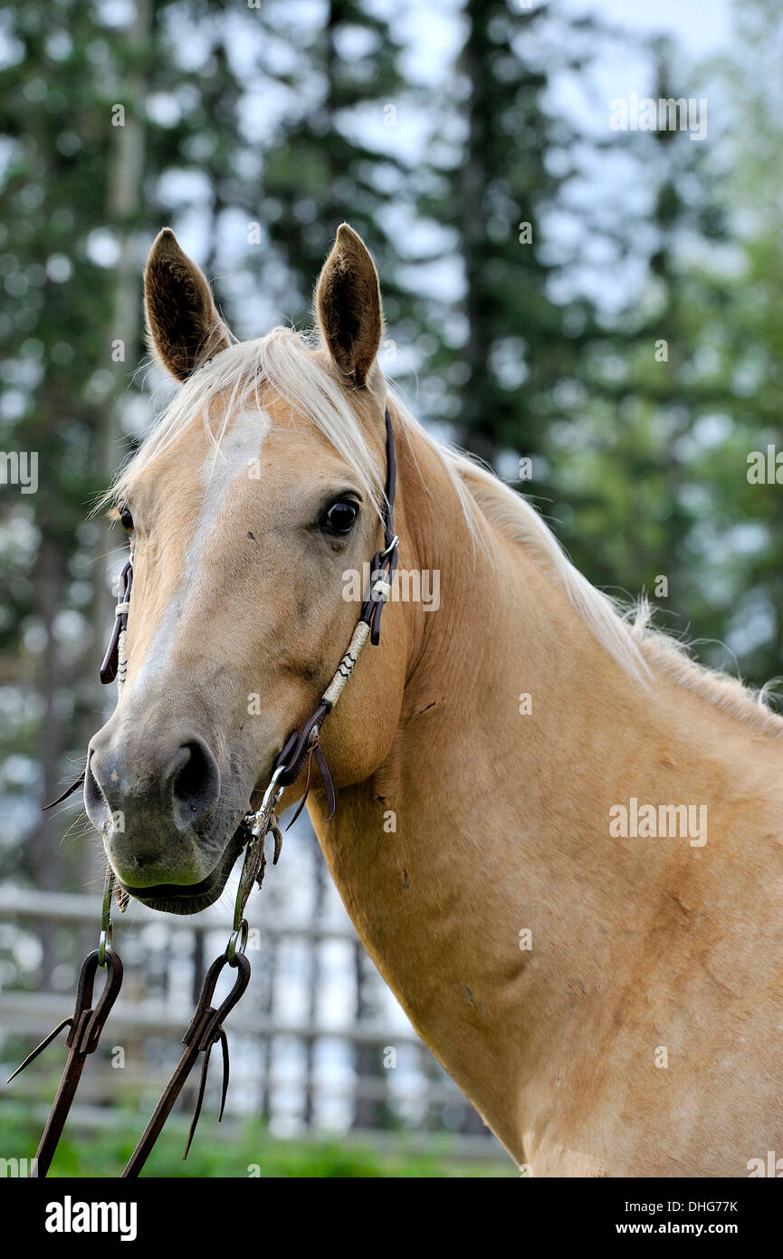 Ein Porträt von einem alert Palomino Viertelpferd Stockfoto