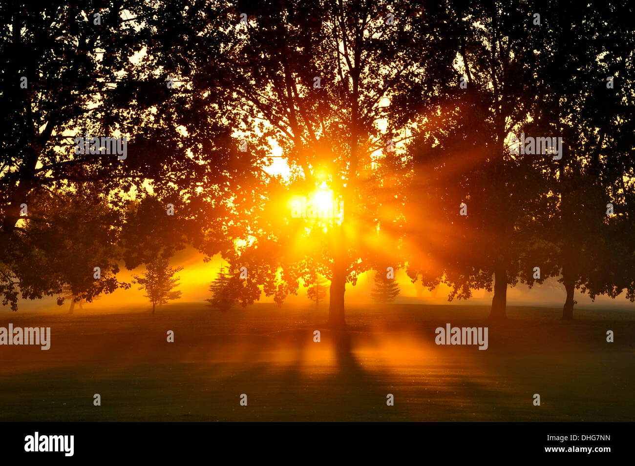 Sonne Licht durch die Bäume Streifen Stockfoto