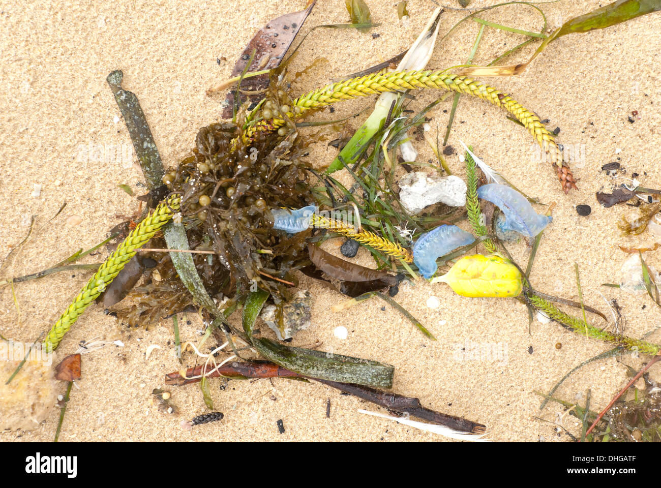 Algen und Zusammenarbeit Quallen nach einem Sturm an einem australischen Strand gespült Stockfoto